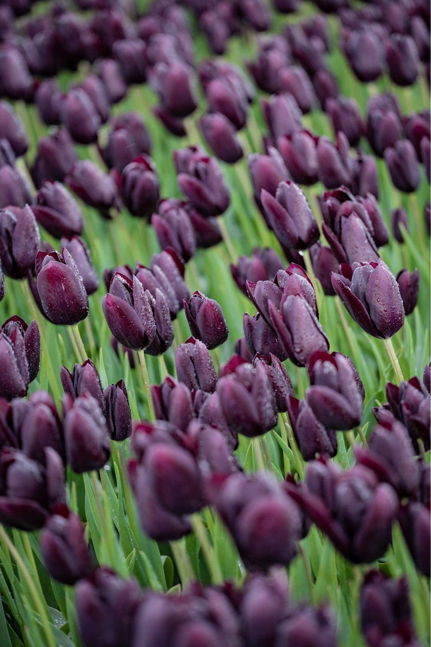 Tulip 'Queen of Night'